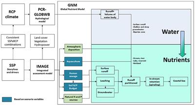 Future projections of river nutrient export to the global coastal ocean show persisting nitrogen and phosphorus distortion